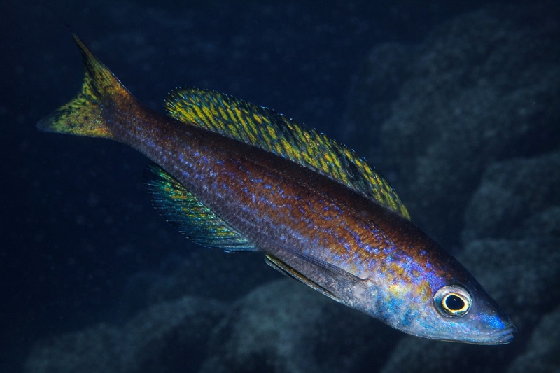 Cyprichromis microlepidotus 'Ubwari'